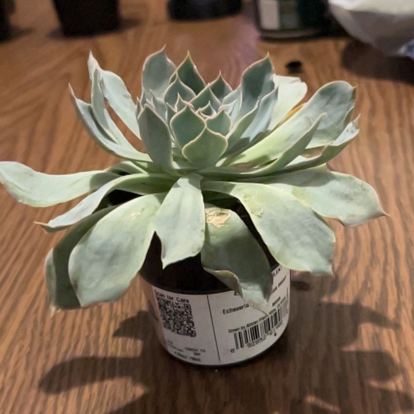 Photo of the plant species Echeveria 'Blue Heron' by @TheRat named Sherlock on Greg, the plant care app