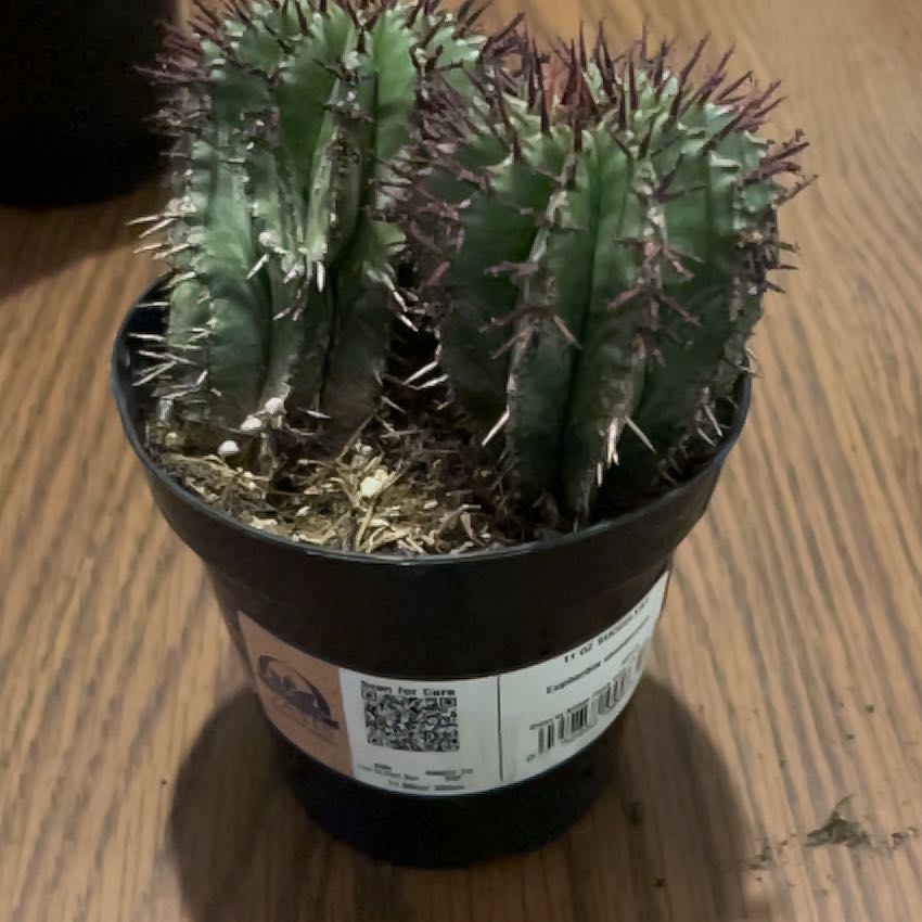 Photo of the plant species Milk Barrel Cactus by @TheRat named Naomi on Greg, the plant care app