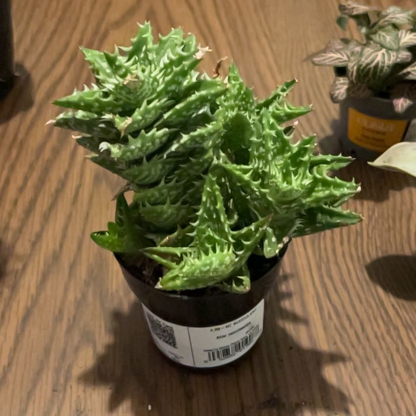 Photo of the plant species Aloe zanzibarica by @TheRat named Remington on Greg, the plant care app