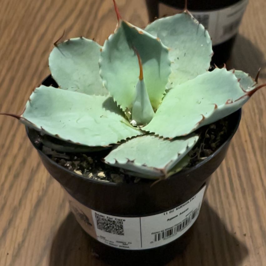 Photo of the plant species Assorted Agave by @TheRat named Captain Plant-it on Greg, the plant care app