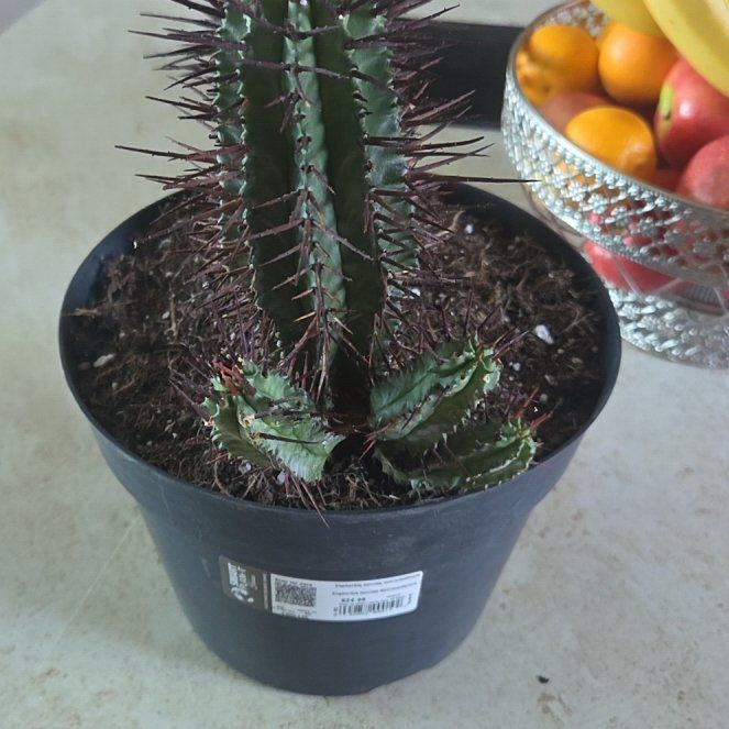 Photo of the plant species Euphorbia horrida noorsveldensis by @GoldQuincula79 named Kobe on Greg, the plant care app