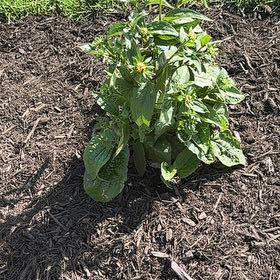Photo of the plant species Golden Crownbeard by @DeftLilacmist69 named Sage on Greg, the plant care app