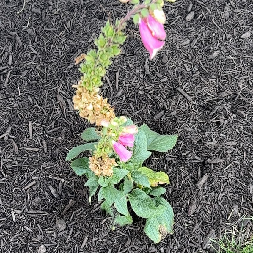 Photo of the plant species Digitalis Purpurea by @DeftLilacmist69 named Walt on Greg, the plant care app