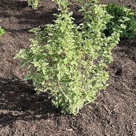 Photo of the plant species Kōhūhū by @DeftLilacmist69 named Girlfrond on Greg, the plant care app