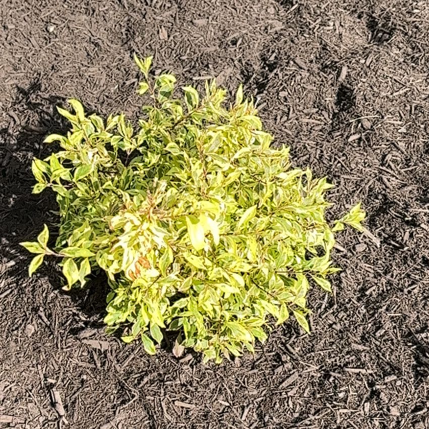 Photo of the plant species Japanese Andromeda by @DeftLilacmist69 named Messi on Greg, the plant care app
