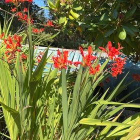 Photo of the plant species Chasmanthe Floribunda by @EconomicOmnom94 named Demi on Greg, the plant care app