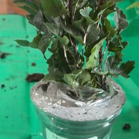 Photo of the plant species Olympia by @Ninaplants18 named Nithin on Greg, the plant care app