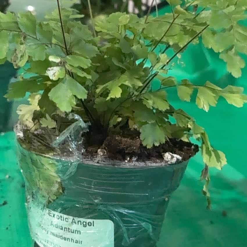 Photo of the plant species Rosy Maidenhair Fern by @Ninaplants18 named Tupot amaroot on Greg, the plant care app