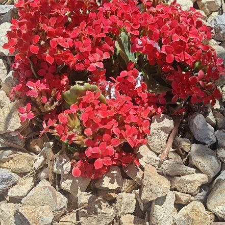 Photo of the plant species Chinese Ixora by @UntiringNoni93 named Prince on Greg, the plant care app