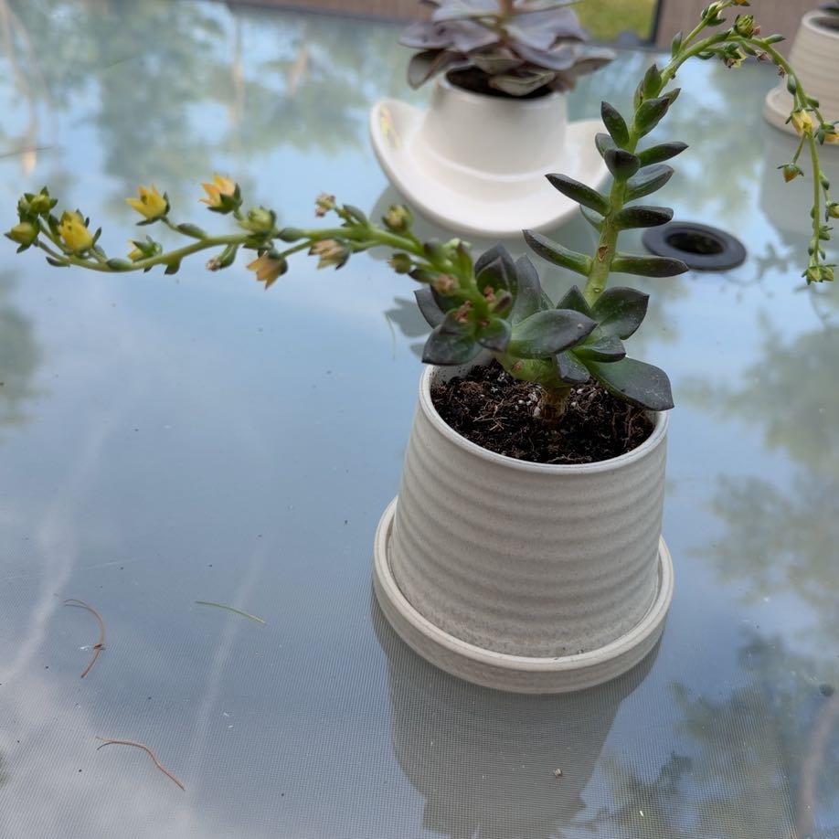 Photo of the plant species Echeveria 'Licorice' by @MeekKohekohe98 named Yellow bellow on Greg, the plant care app