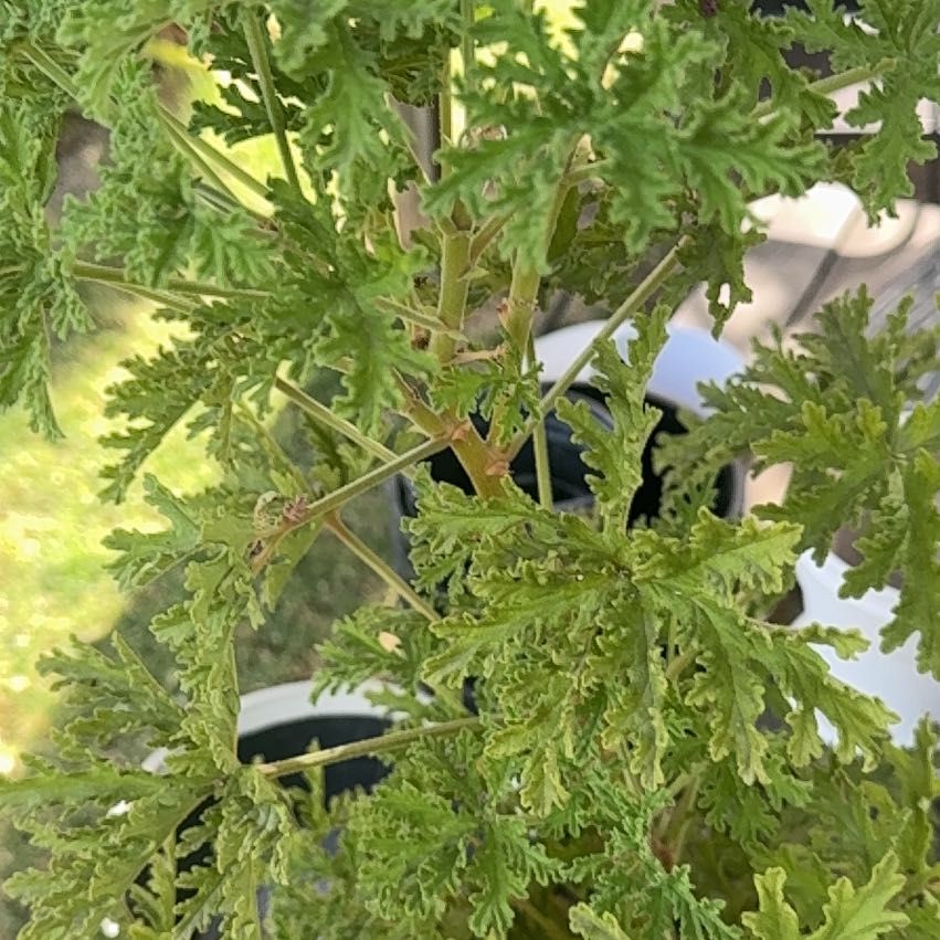 Photo of the plant species Sweet Scented Geranium by @OverseerBroom75 named Sigmund on Greg, the plant care app