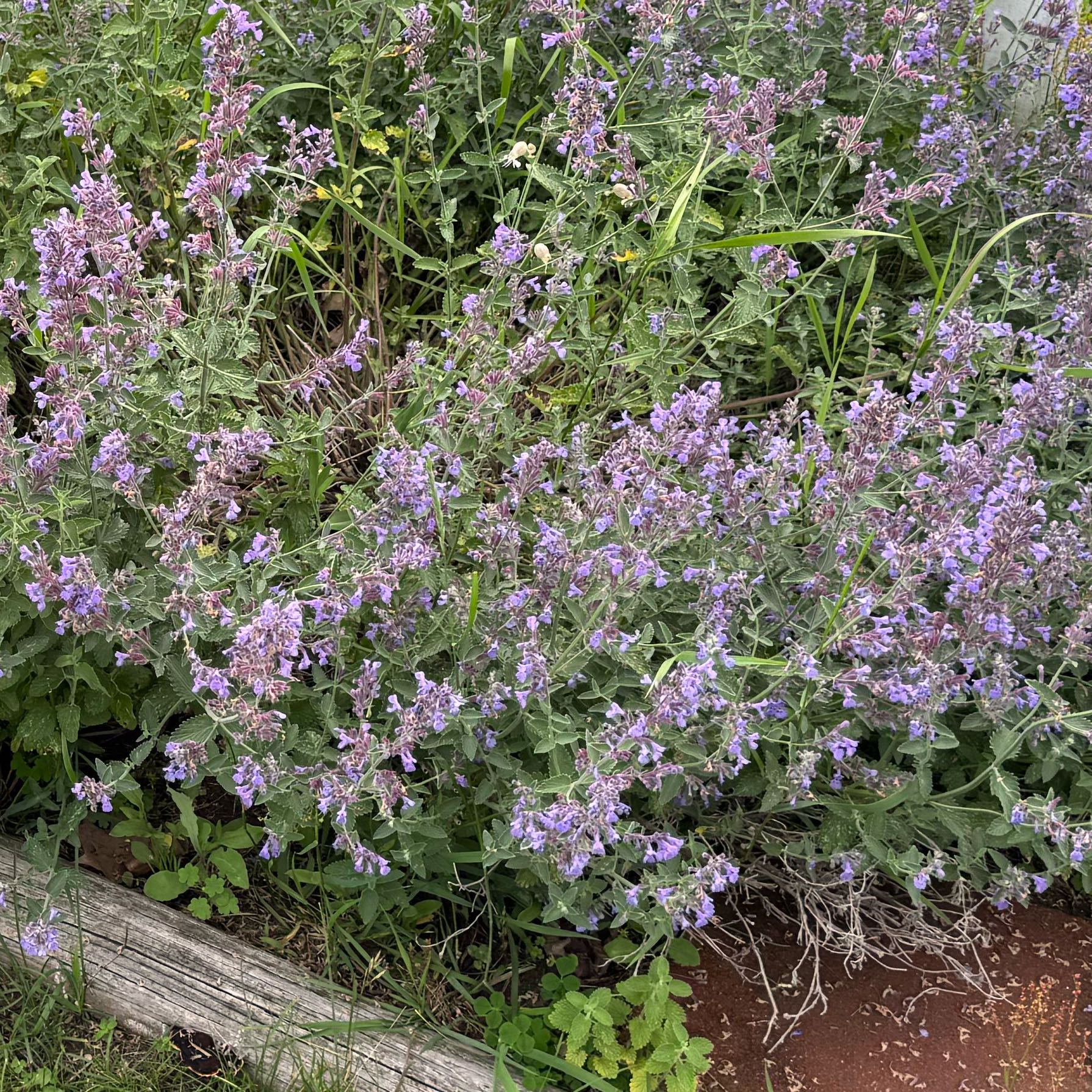 Photo of the plant species Large Thyme by @DesiredRedbean named Sahara on Greg, the plant care app