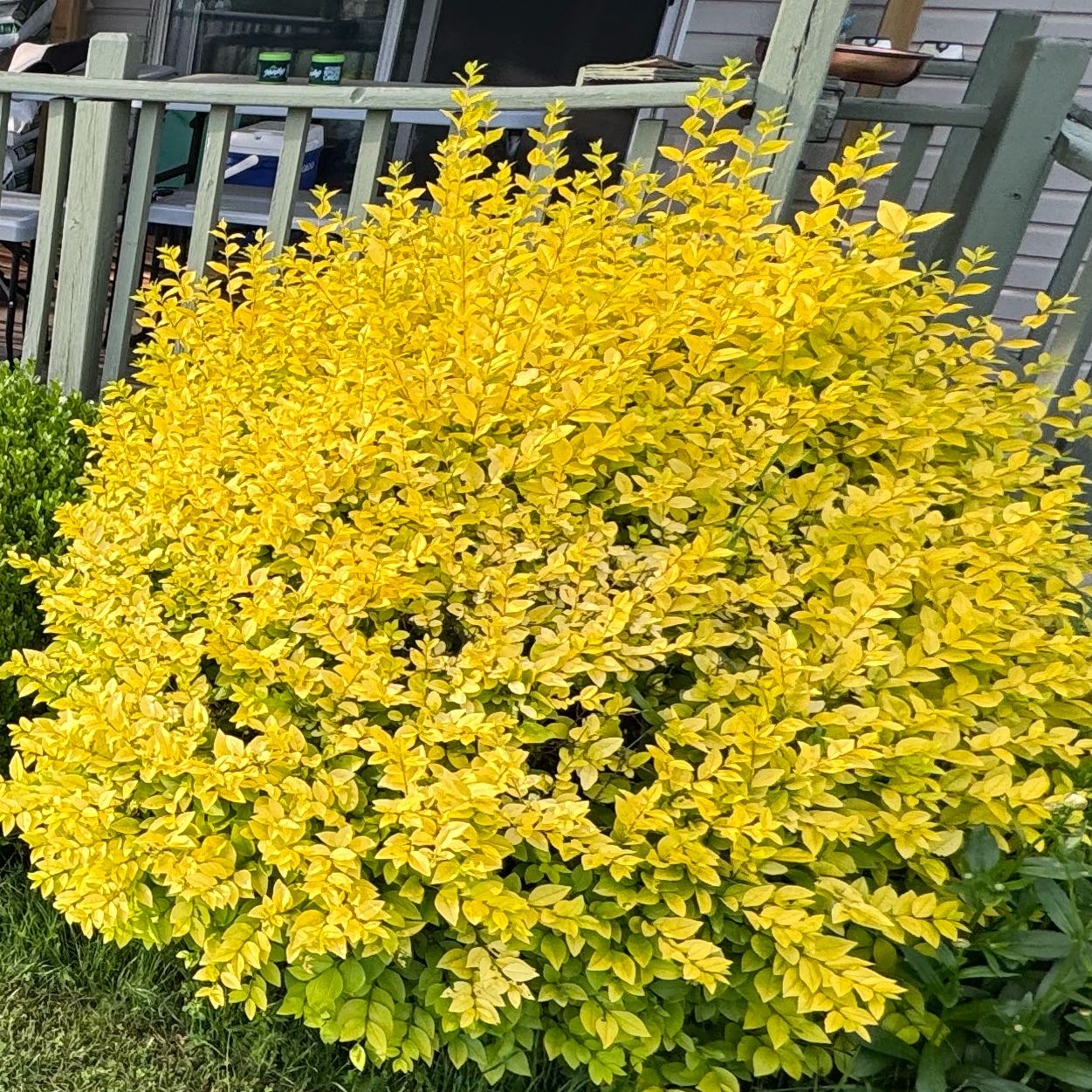 Photo of the plant species Border Forsythia by @DesiredRedbean named Hemingway on Greg, the plant care app