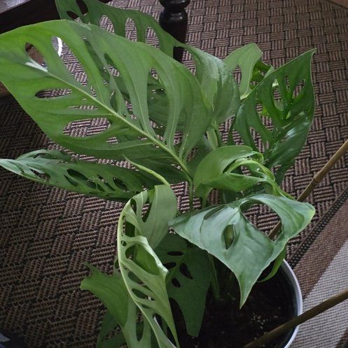 Photo of the plant species Monstera esqueleto by @DifferentWeed59 named Shakira on Greg, the plant care app