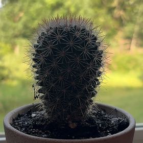 Photo of the plant species Mammillaria spinosissma f. rubrispina by @DominantTipa80 named Achilles on Greg, the plant care app