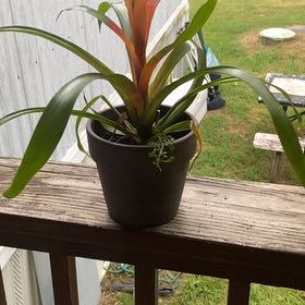 Photo of the plant species Bromeliads by @Backtotheroot named Planty on Greg, the plant care app