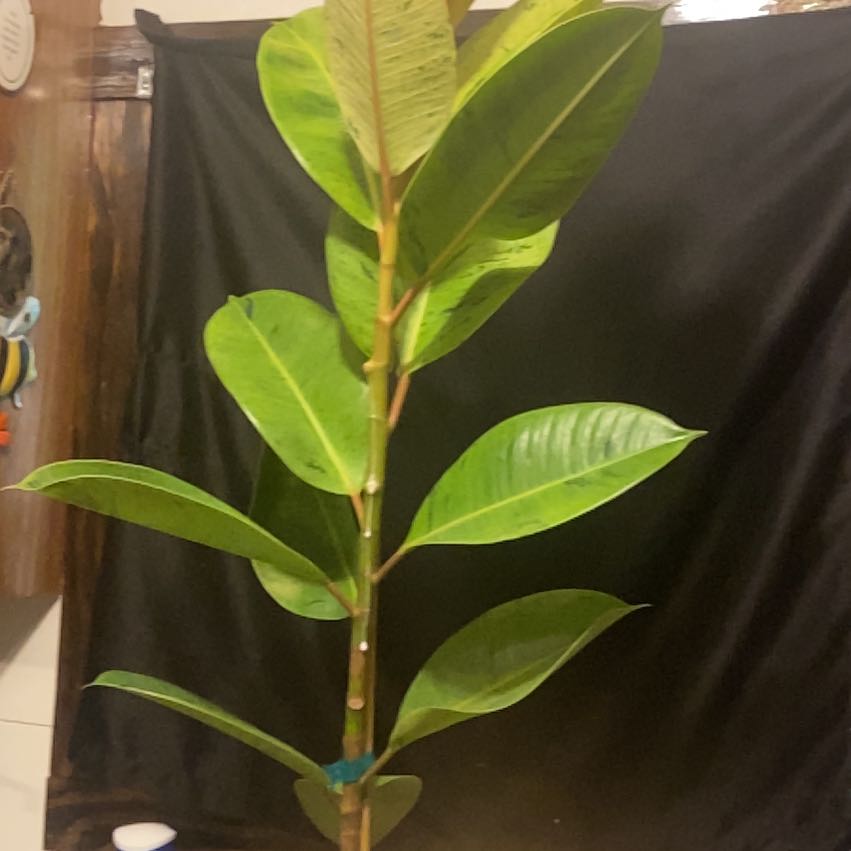 Photo of the plant species Rubber Plant by @Backtotheroot named Bruce Lee on Greg, the plant care app