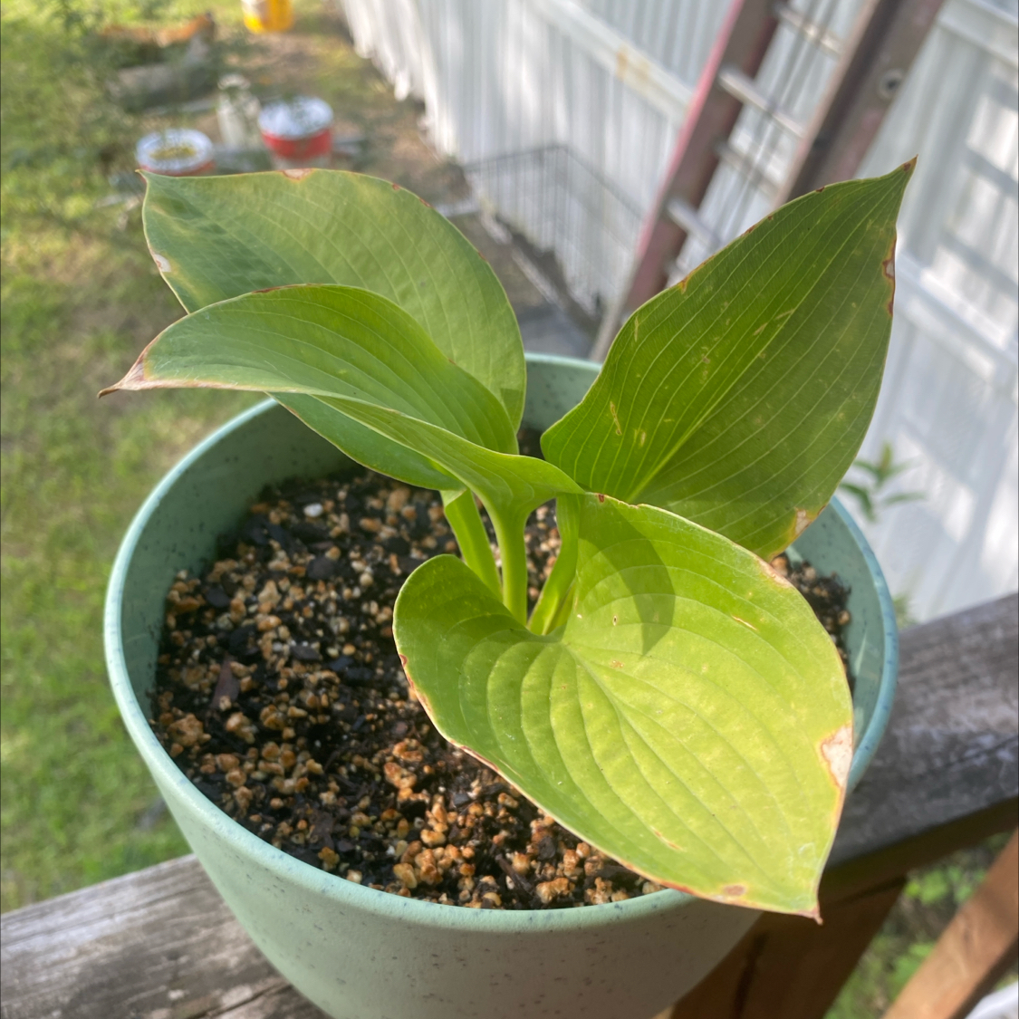 Photo of the plant species Hoya parviflora by @Backtotheroot named Drake on Greg, the plant care app
