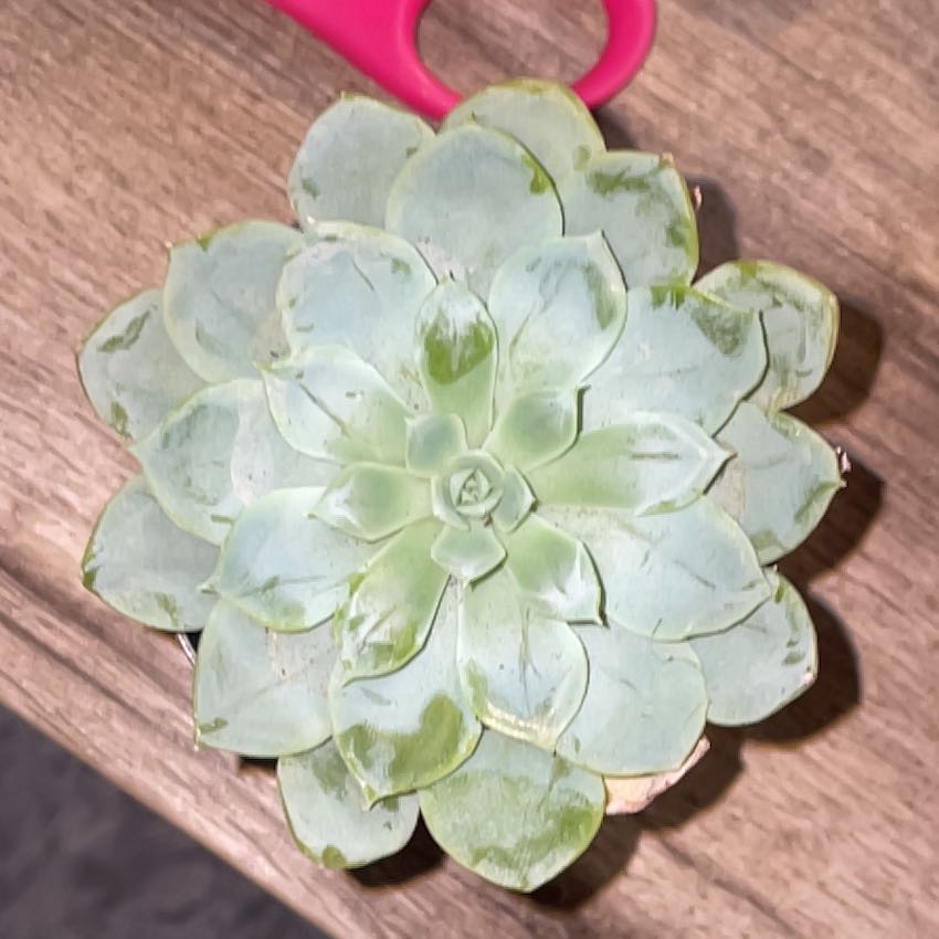 Photo of the plant species Echeveria 'Arctic Ice' by @SubstantFord49 named Octavia on Greg, the plant care app