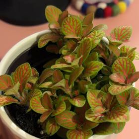 Photo of the plant species Fittonia 'Flammule' by @KeyLuckycoin76 named Orwell on Greg, the plant care app