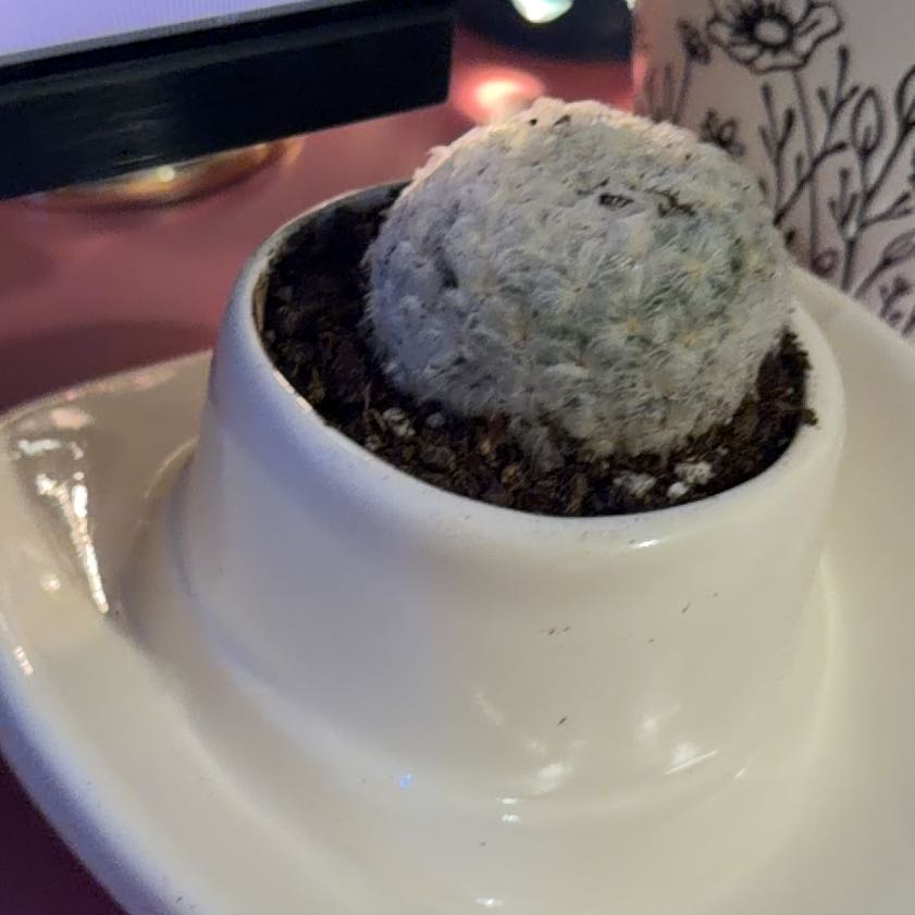 Photo of the plant species Feather Cactus by @KeyLuckycoin76 named Curie on Greg, the plant care app