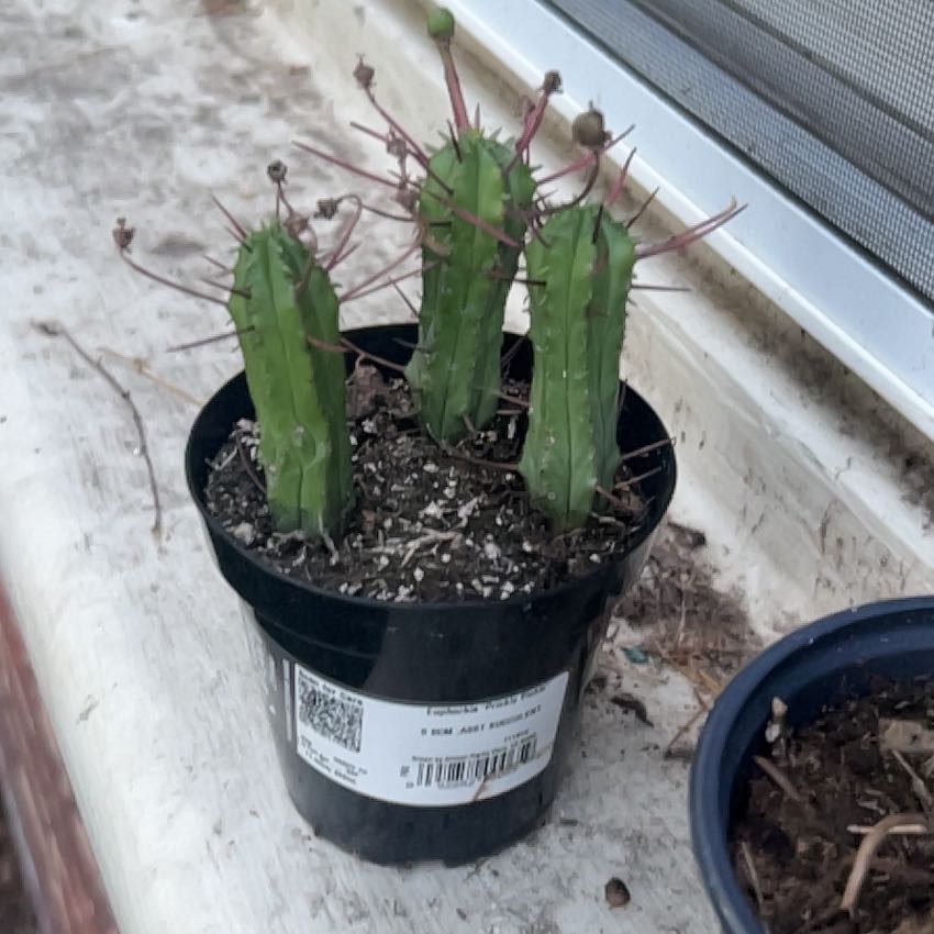 Photo of the plant species Euphorbia 'Prickly Pickle' by @heyitsree named Gobi on Greg, the plant care app