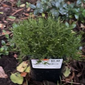 Photo of the plant species Scotch Moss by @heyitsree named Madonna on Greg, the plant care app