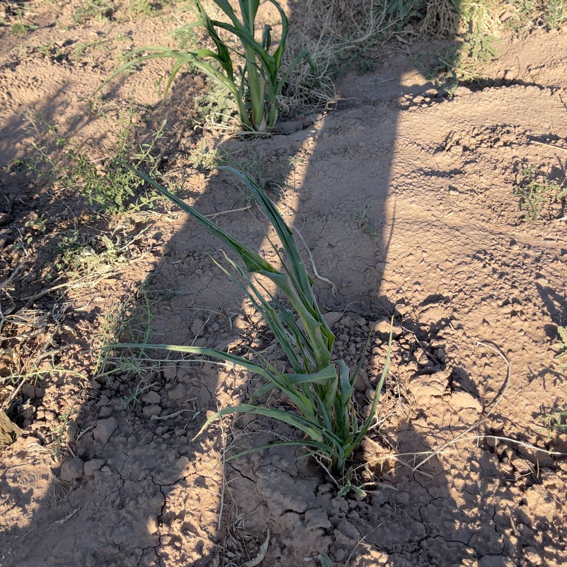 Photo of the plant species Brown Onion by @SturdyCowbane92 named Kesha on Greg, the plant care app