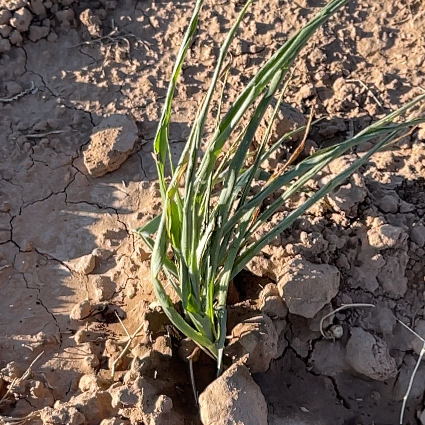 Photo of the plant species Common Oat by @SturdyCowbane92 named Queen on Greg, the plant care app