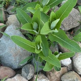 Photo of the plant species Asclepias Syriaca by @IdolTreeonion96 named Fernie Saunders on Greg, the plant care app