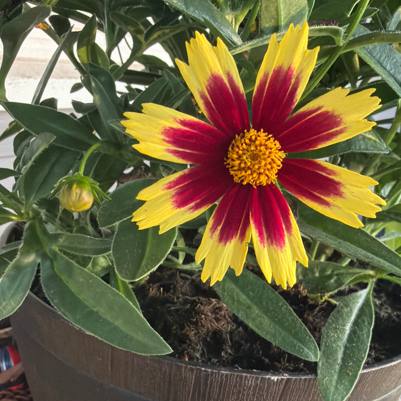 Photo of the plant species Large-Flowered Tickseed by @IdolTreeonion96 named Doja Cat on Greg, the plant care app