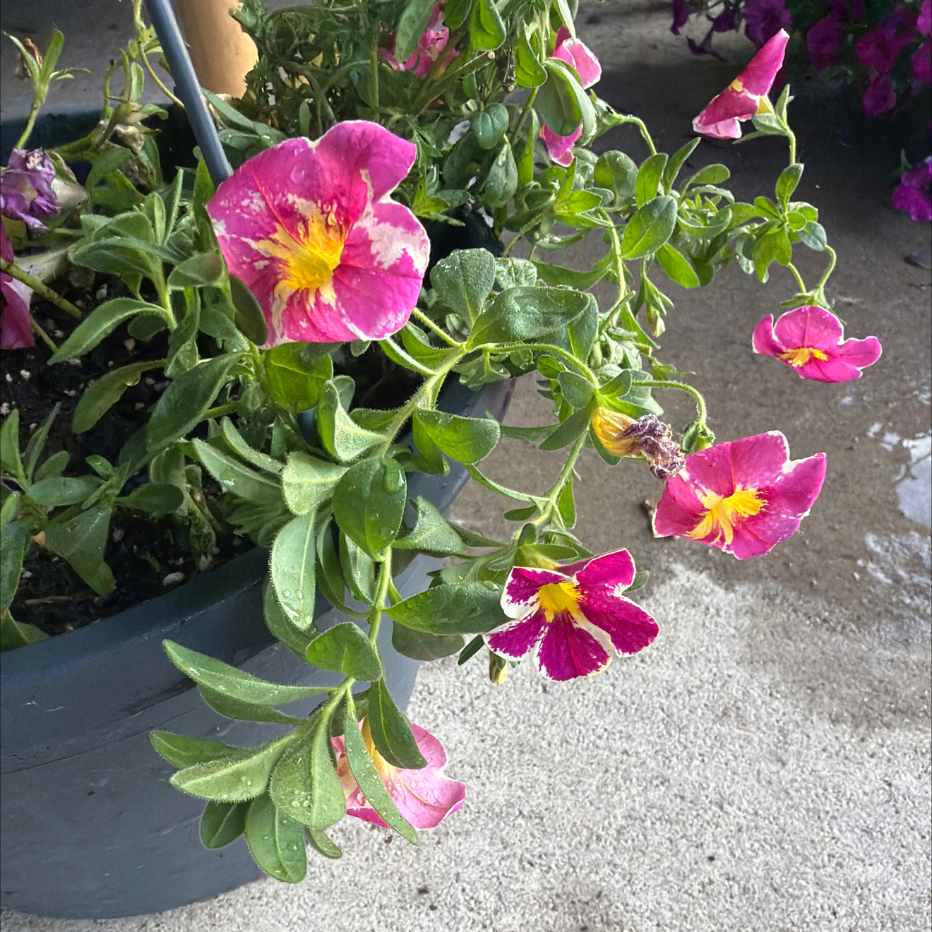 Photo of the plant species Petunia by @IdolTreeonion96 named Kylie on Greg, the plant care app