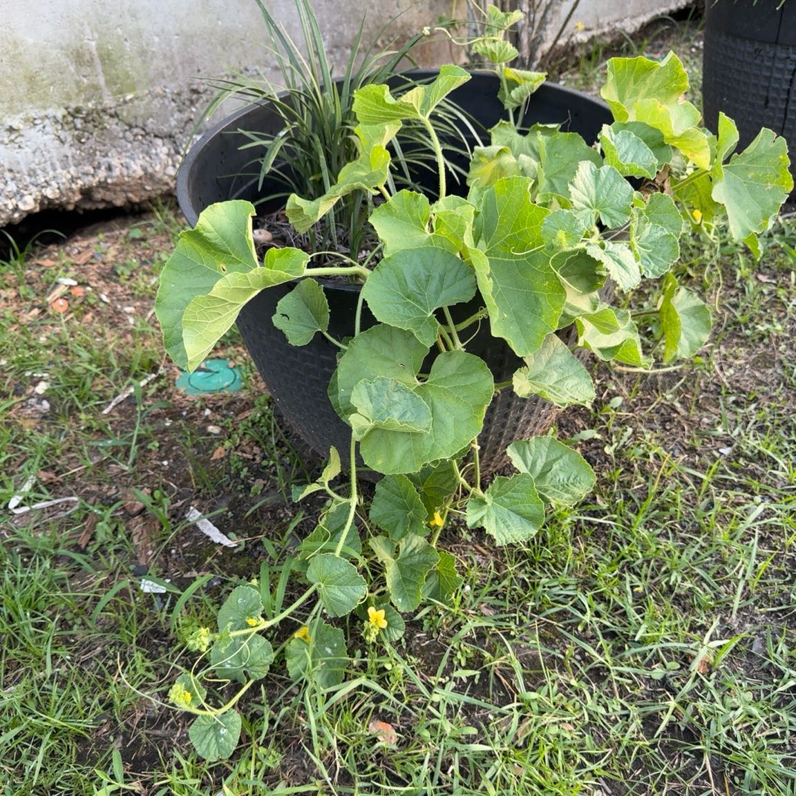 Photo of the plant species Melon by @LushWoreya89 named Homer on Greg, the plant care app