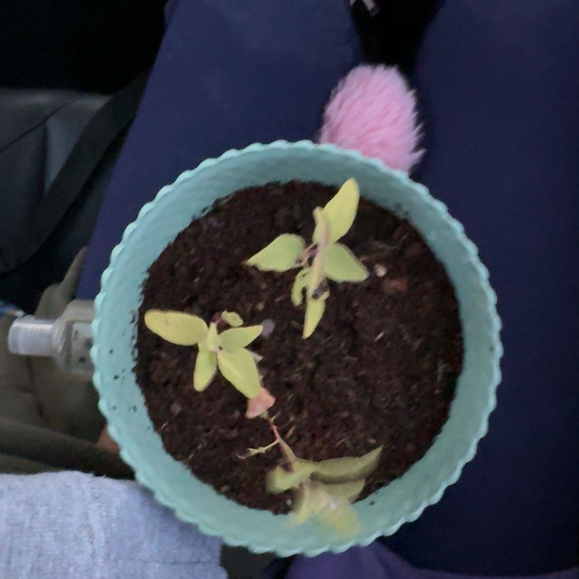 Photo of the plant species Cider gum by @LushWoreya89 named Muffin on Greg, the plant care app