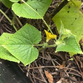 Photo of the plant species Cucumber by @LushWoreya89 named Rosa on Greg, the plant care app