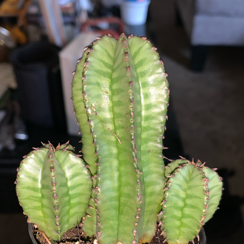 Photo of the plant species Euphorbia anoplia by @KookyLovevine67 named Peter planter on Greg, the plant care app