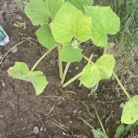 Photo of the plant species Wild Cucumber by @RadPlanera37 named Doja Cat on Greg, the plant care app
