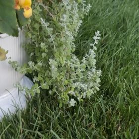 Photo of the plant species Trailing Dusty Miller by @VitalQuenepa93 named Maya on Greg, the plant care app