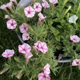 Photo of the plant species Petunia by @VitalQuenepa93 named Dax on Greg, the plant care app