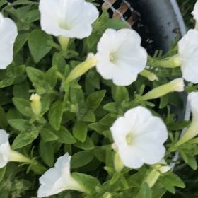 Photo of the plant species Petunia by @VitalQuenepa93 named Leonardo on Greg, the plant care app