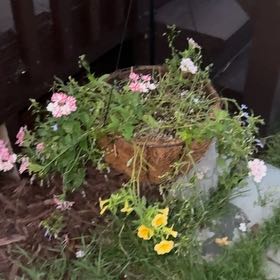 Photo of the plant species Calibrachoa 'Superbells Yellow Improved' by @VitalQuenepa93 named Superbells yellow on Greg, the plant care app