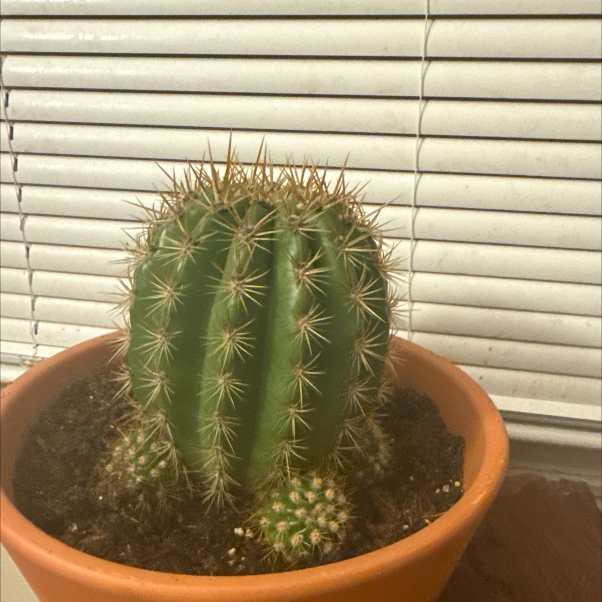 Photo of the plant species Trichocereus 'Sun Goddess' by @GoldChickory16 named Sunny on Greg, the plant care app