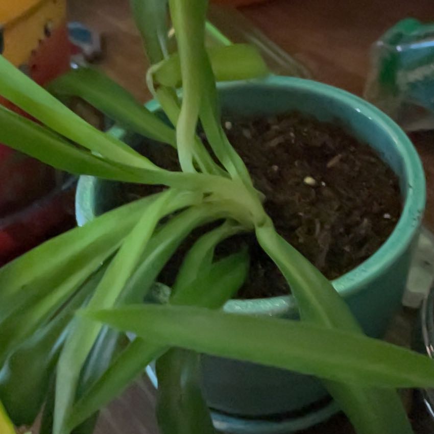 Photo of the plant species Hawaiian Spider Plant by @FitLime82 named Rosa on Greg, the plant care app