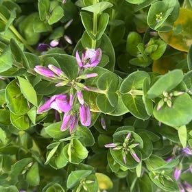 Photo of the plant species Myrtle-Leaf Milkwort by @CivilPandan33 named Foxxy on Greg, the plant care app
