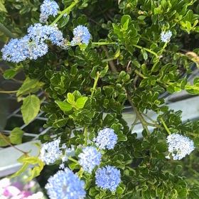 Photo of the plant species Blue Mountain Lilac by @CivilPandan33 named Sage on Greg, the plant care app