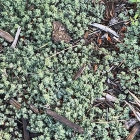 Photo of the plant species Strathmore Weed by @CozyHopsedge75 named Zeus on Greg, the plant care app