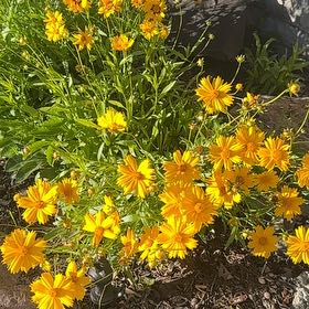 Photo of the plant species Lanceleaf Tickseed by @CozyHopsedge75 named Bigleef Smalls on Greg, the plant care app