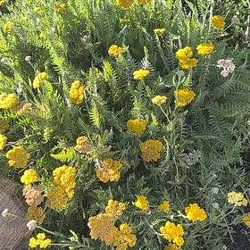 Photo of the plant species Fernleaf Yarrow by @CozyHopsedge75 named Luna on Greg, the plant care app