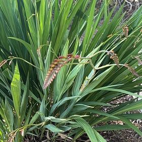 Photo of the plant species Greater Cobra Lily by @CozyHopsedge75 named Sigmund on Greg, the plant care app