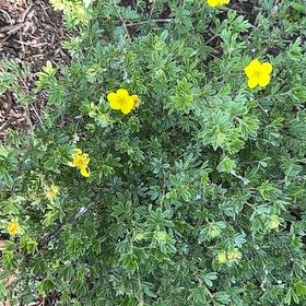 Photo of the plant species Widdy by @CozyHopsedge75 named Rihanna on Greg, the plant care app